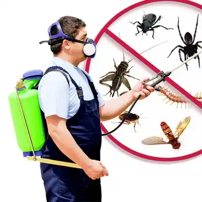 pest control Petal